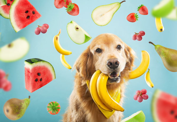 Czy psy mogą jeść owoce?